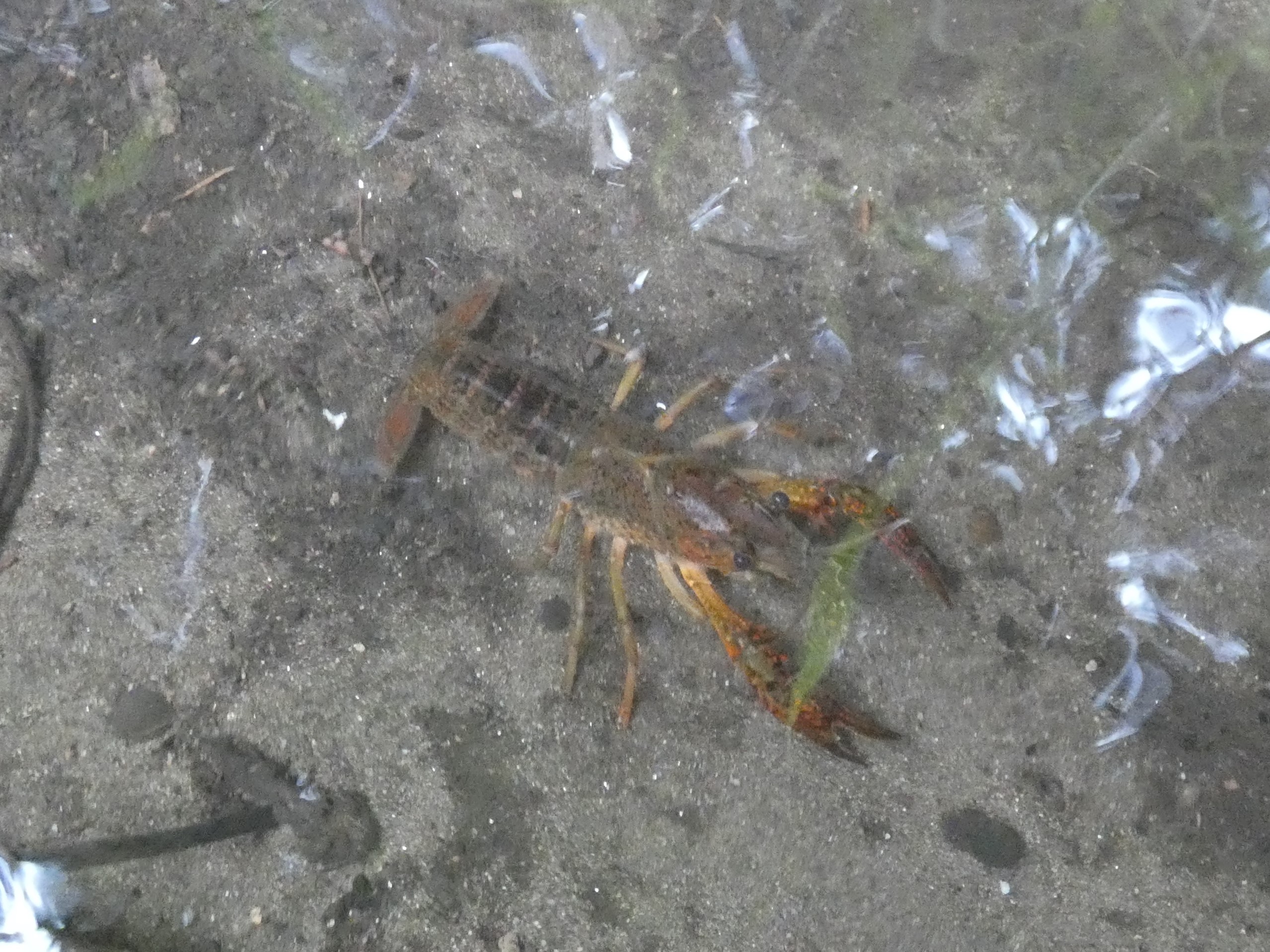 流れの中のアメリカザリガニ